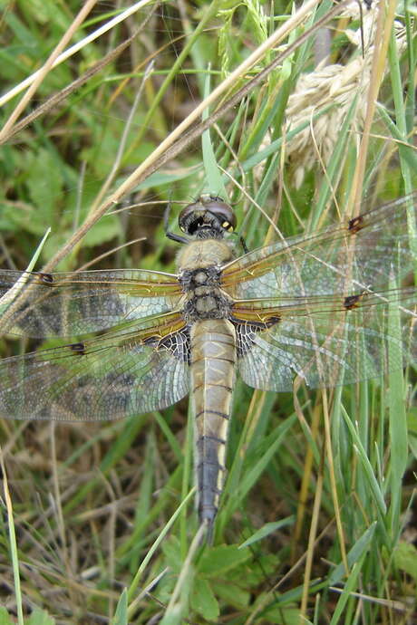 Découverte des insectes de l'Etang de Beaurepaire Découverte des insectes de l'Etang de Beaurepaire