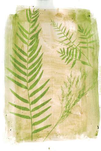 MES VACANCES AU MUSÉE ANTHOTYPES DES PLANTES À LA PHOTOGRAPHIE, ATELIER DE L’ARTISTE MARGAUX SZYMKOWICZ MES VACANCES AU MUSÉE ANTHOTYPES DES PLANTES À LA PHOTOGRAPHIE, ATELIER DE L’ARTISTE MARGAUX SZYMKOWICZ