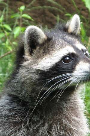 Chasse aux Oeufs de Pâques au Parc Animalier de Gramat Chasse aux Oeufs de Pâques au Parc Animalier de Gramat
