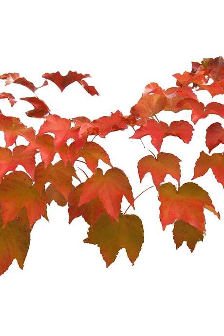 Fête de l'Automne Fête de l'Automne