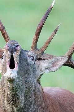 BALADE DÉCOUVERTE ''LE BRAME DU CERF" BALADE DÉCOUVERTE ''LE BRAME DU CERF"