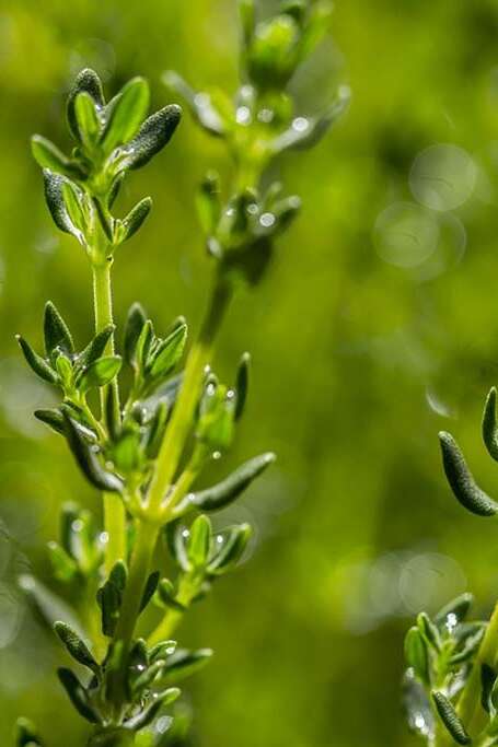 Les plantes médicinales de la Réserve Naturelle Nationale de la Pointe de Givet Les plantes médicinales de la Réserve Naturelle Nationale de la Pointe de Givet