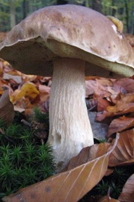 Sortie champignons Sortie champignons