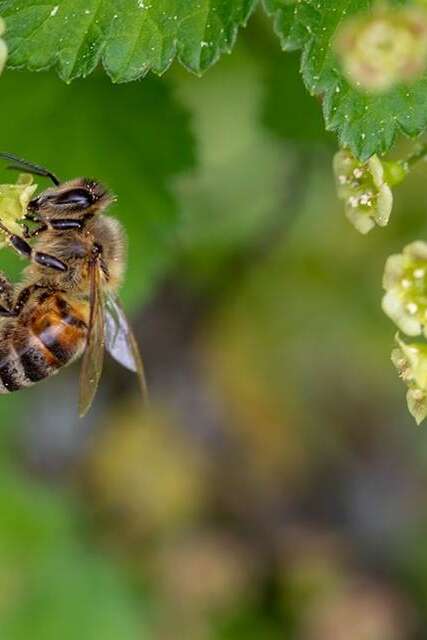 Les insectes pollinisateurs Les insectes pollinisateurs