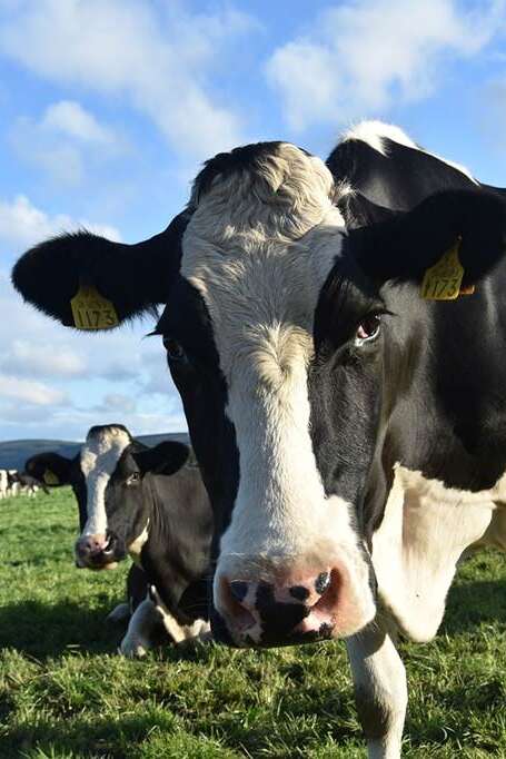 Les animaux de la ferme Les animaux de la ferme