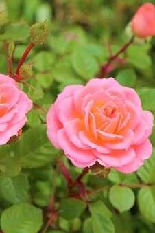FÊTE DE LA ROSE À LA FERME AUX PÉTALES ROUGES FÊTE DE LA ROSE À LA FERME AUX PÉTALES ROUGES