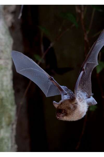 La vie secrète des chauves-souris La vie secrète des chauves-souris