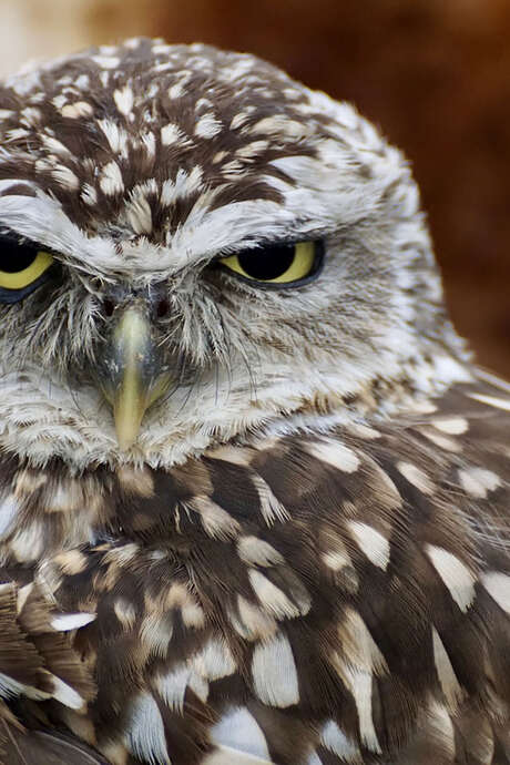 Les conférences ornithologiques du Perche Les conférences ornithologiques du Perche