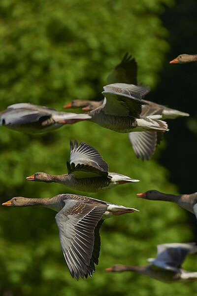 Les conférences ornithologiques du Perche Les conférences ornithologiques du Perche