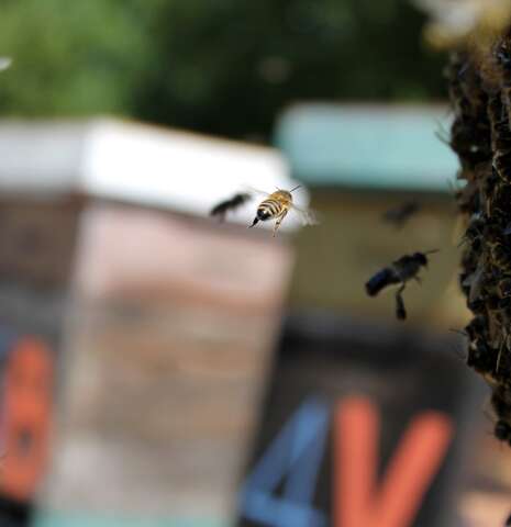 Visite du rucher et découverte de l'élevage de reine d'abeille Visite du rucher et découverte de l'élevage de reine d'abeille