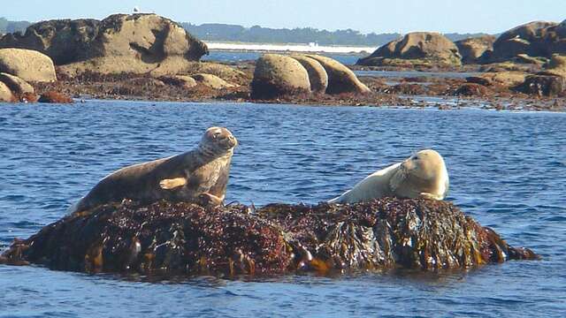 A la rencontre des phoques gris en kayak